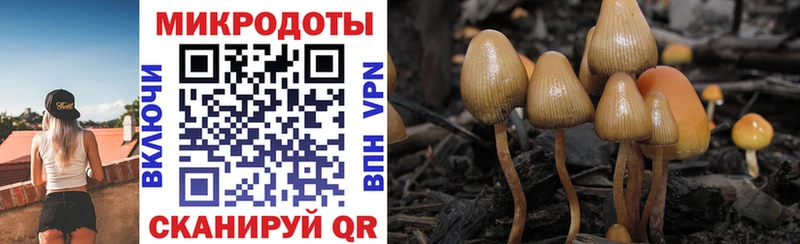 Псилоцибиновые грибы мицелий  где найти наркотики  blacksprut как войти  Сясьстрой 